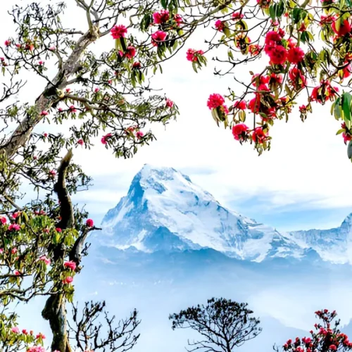 Annapurna Mountains & Rhododendrons