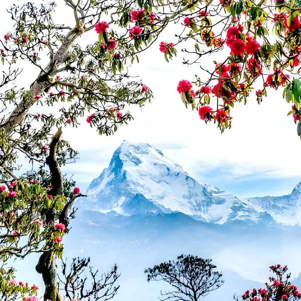 Annapurna Mountains & Rhododendrons