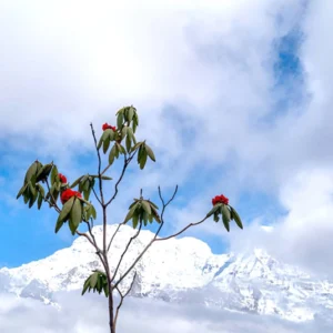 Mardi Himal with Rhododendron