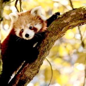 Red Panda in Nepal