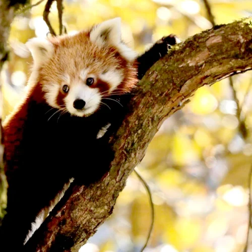 Red Panda in Nepal
