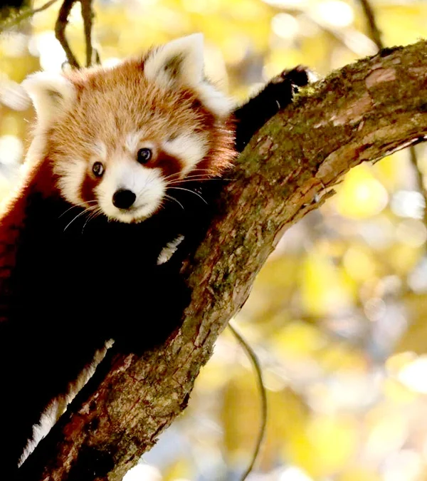 Red Panda in Nepal