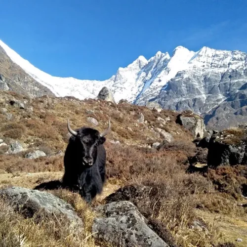 Langtang Gosainkunda Trek