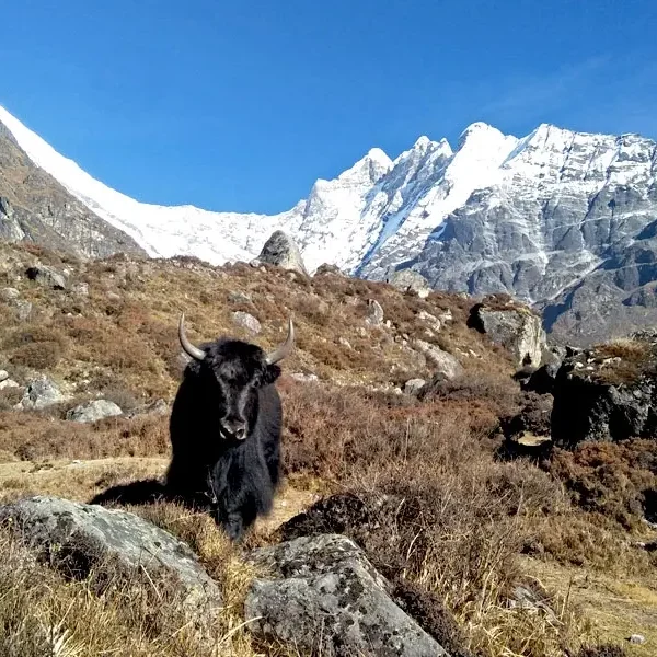 Langtang Gosainkunda Trek
